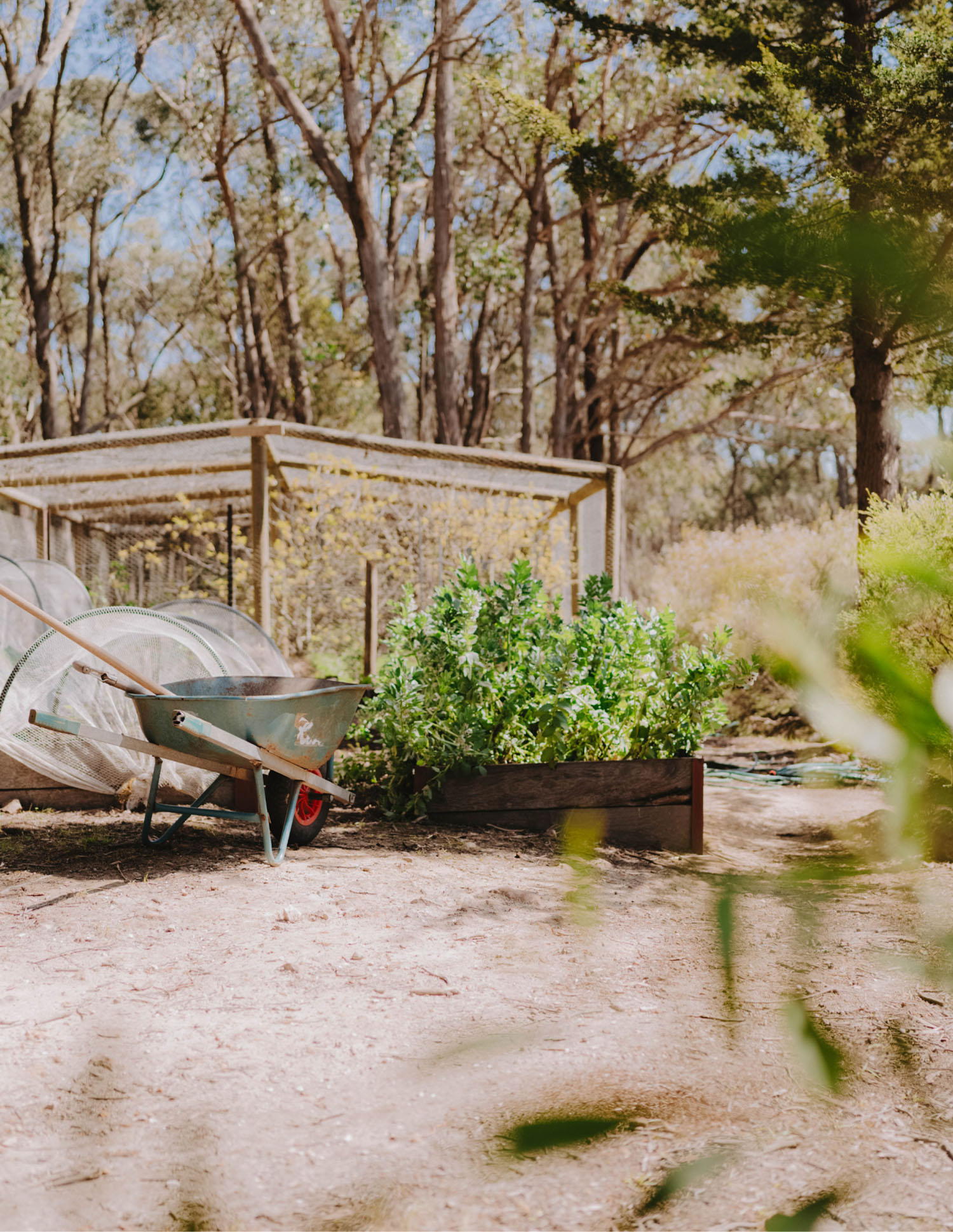 Kitchen Garden Blog